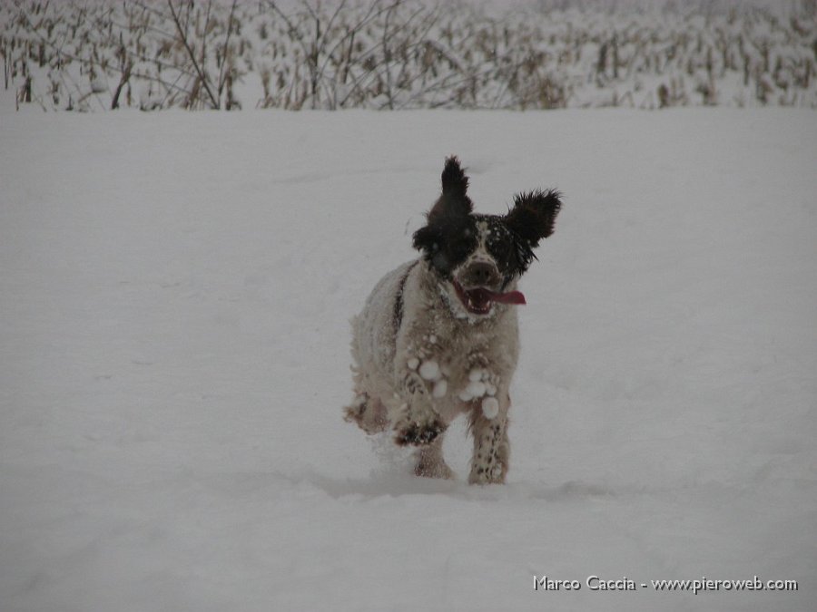 01_Laika si diverte nella neve.JPG